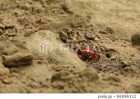 ベニシオマネキ　赤　赤色　紅色　紅潮招　紅望潮　Fiddler crab 66896312