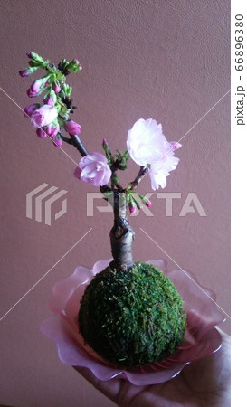 背景用サクラ盆栽 BONSAI SAKURA 1 (桜) 背景用サクラ盆栽 BONSAI SAKURA 1 (桜) 66896380