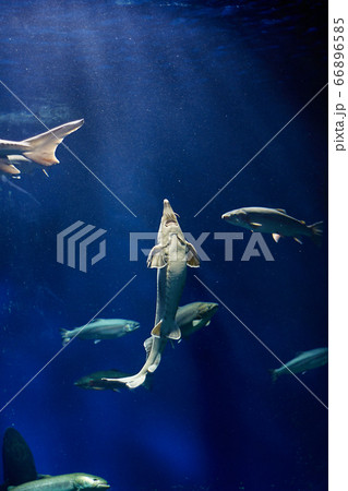 大水槽と魚（千歳サケのふるさと館） 66896585