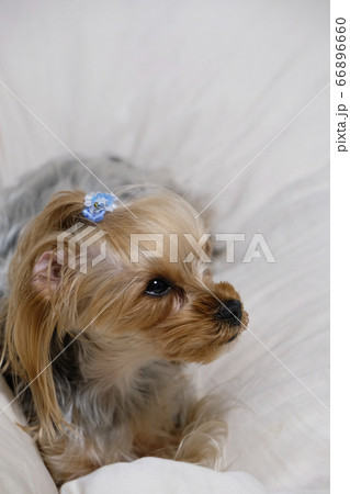 ヨークシャーテリア 66896660