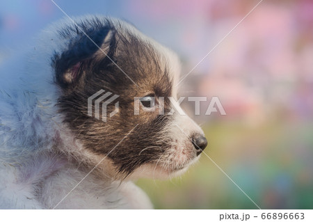 Bangkaew Puppies in the field Bangkaew Puppies in the field 66896663