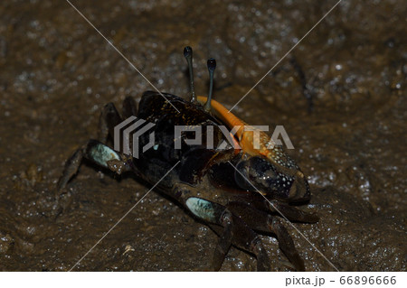 ミナミヒメシオマネキ ♂ オス 雄 Jocelyn's Fiddler Crab ミナミヒメシオマネキ ♂ オス 雄 Jocelyn's Fiddler Crab 66896666
