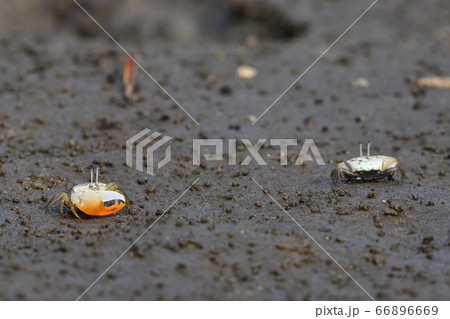 ミナミヒメシオマネキ　♂　オス　雄　Jocelyn's Fiddler Crab 66896669