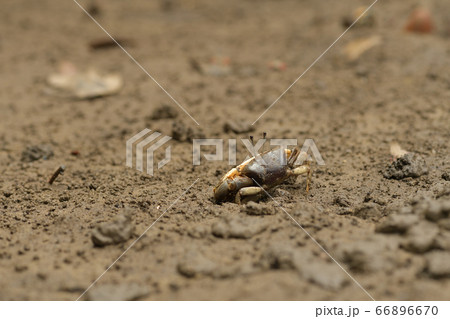 ミナミヒメシオマネキ ♂ オス 雄 Jocelyn's Fiddler Crab ミナミヒメシオマネキ ♂ オス 雄 Jocelyn's Fiddler Crab 66896670