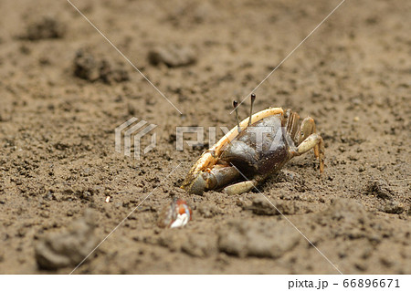 ミナミヒメシオマネキ　♂　オス　雄　Jocelyn's Fiddler Crab 66896671