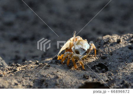 ミナミヒメシオマネキ ♂ オス 雄 Jocelyn's Fiddler Crab ミナミヒメシオマネキ ♂ オス 雄 Jocelyn's Fiddler Crab 66896672