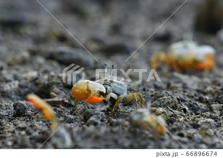 ミナミヒメシオマネキ ♂ オス 雄 Jocelyn's Fiddler Crab ミナミヒメシオマネキ ♂ オス 雄 Jocelyn's Fiddler Crab 66896674