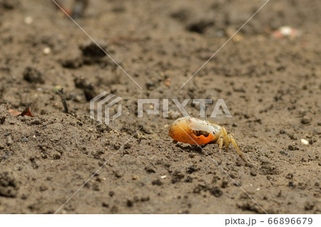 ミナミヒメシオマネキ ♂ オス 雄 Jocelyn's Fiddler Crab ミナミヒメシオマネキ ♂ オス 雄 Jocelyn's Fiddler Crab 66896679
