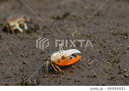 ミナミヒメシオマネキ ♂ オス 雄 Jocelyn's Fiddler Crab ミナミヒメシオマネキ ♂ オス 雄 Jocelyn's Fiddler Crab 66896681