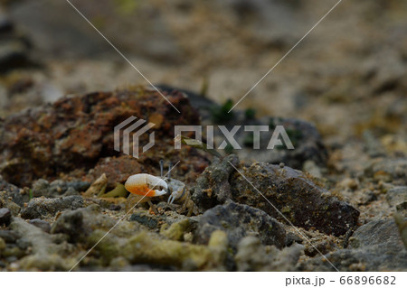 ミナミヒメシオマネキ　♂　オス　雄　Jocelyn's Fiddler Crab 66896682