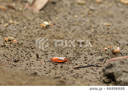 ミナミヒメシオマネキ ♂ オス 雄 Jocelyn's Fiddler Crab ミナミヒメシオマネキ ♂ オス 雄 Jocelyn's Fiddler Crab 66896686