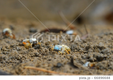 ミナミヒメシオマネキ ♂ オス 雄 Jocelyn's Fiddler Crab ミナミヒメシオマネキ ♂ オス 雄 Jocelyn's Fiddler Crab 66896688