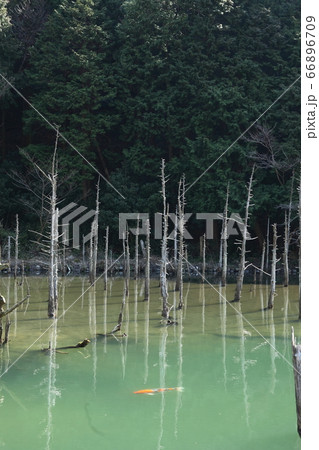 一の俣桜公園の蒼霧鯉池 66896709