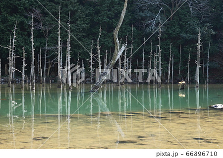 一の俣桜公園の蒼霧鯉池 66896710