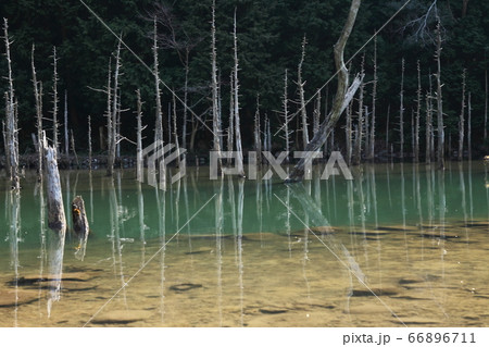一の俣桜公園の蒼霧鯉池 66896711