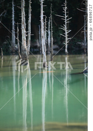 一の俣桜公園の蒼霧鯉池 66896717