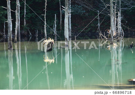 一の俣桜公園の蒼霧鯉池 66896718