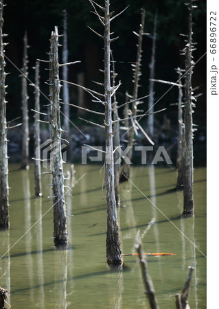 一の俣桜公園の蒼霧鯉池 一の俣桜公園の蒼霧鯉池 66896722