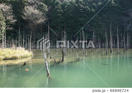 一の俣桜公園の蒼霧鯉池 一の俣桜公園の蒼霧鯉池 66896724