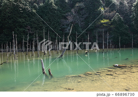 一の俣桜公園の蒼霧鯉池 一の俣桜公園の蒼霧鯉池 66896730