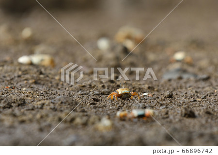 ミナミヒメシオマネキ メス 雌 ♀ ミナミヒメシオマネキ メス 雌 ♀ 66896742