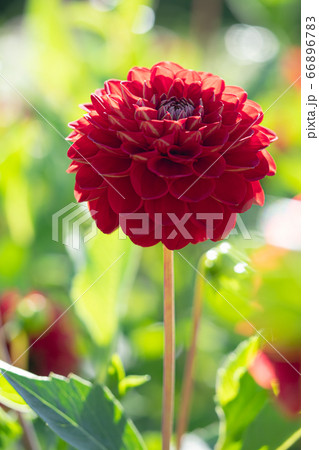 ダリア ポンポンダリアの写真素材 6667