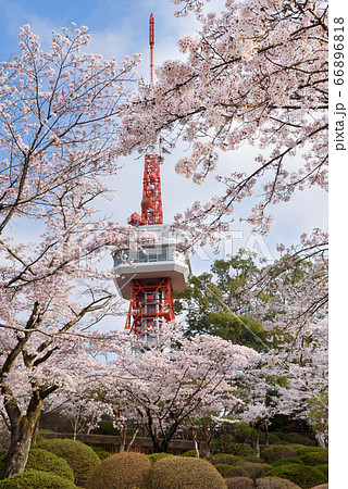 宇都宮タワーと八幡山公園の桜 栃木県宇都宮市 4月撮影 の写真素材