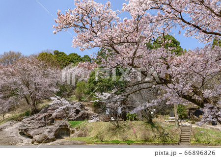 長岡百穴古墳と桜(栃木県宇都宮市長岡町、4月撮影) 長岡百穴古墳と桜(栃木県宇都宮市長岡町、4月撮影) 66896826