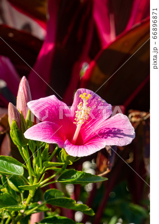 沖縄 ハイビスカスの花 品種 アイスピンク マクロ 縦位置の写真素材