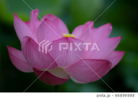 極楽浄土に咲く花　心を清らかにしてくれるハスの花 66896988