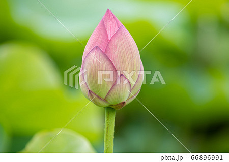 極楽浄土に咲く花 心を清らかにしてくれるハスの花の写真素材