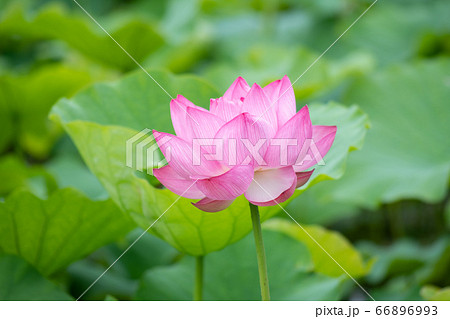 極楽浄土に咲く花 心を清らかにしてくれるハスの花の写真素材