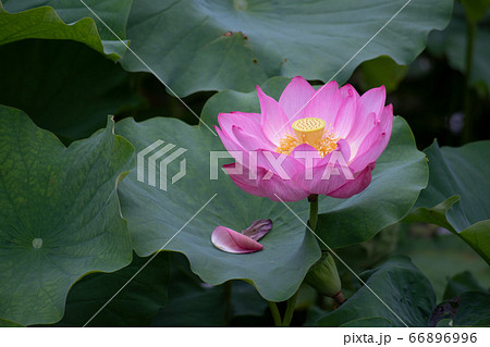 極楽浄土に咲く花 心を清らかにしてくれるハスの花の写真素材