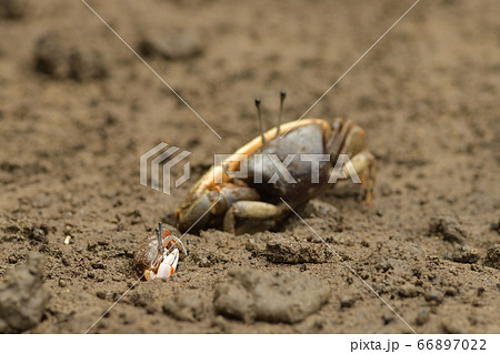 ミナミヒメシオマネキ　稚ガニ　　 66897022