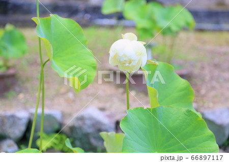ハスの花 ハスの花 66897117