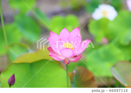 ハスの花 66897118