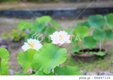 ハスの花 66897119