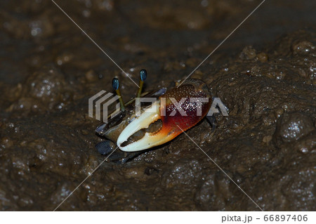 リュウキュウシオマネキ　♂　オス　雄　琉球潮招　琉球望潮 66897406