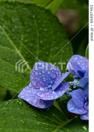 梅雨の中でしっとりと濡れるアジサイの花「ロットケルヘン」のクローズアップとコピースペース 66897462