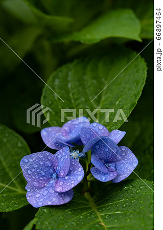 梅雨の中でしっとりと濡れるアジサイの花「ロットケルヘン」のクローズアップとコピースペース 66897464