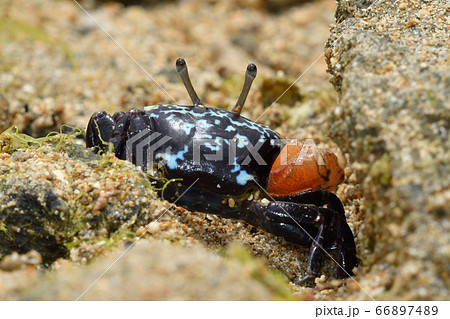 ルリマダラシオマネキ　♂　オス　雄　Uca tetragonon　瑠璃斑潮招　瑠璃斑望潮 66897489
