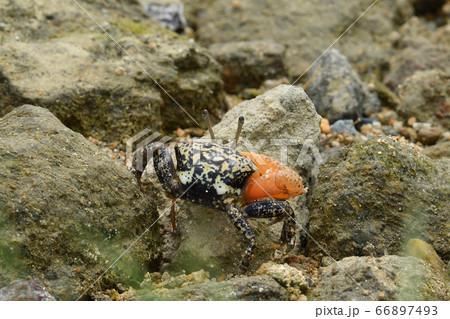 ルリマダラシオマネキ　♂　オス　雄　Uca tetragonon　瑠璃斑潮招　瑠璃斑望潮 66897493