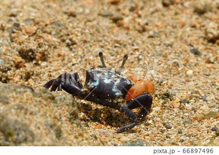 ルリマダラシオマネキ ♂ オス 雄 Uca tetragonon 瑠璃斑潮招 瑠璃斑望潮 ルリマダラシオマネキ ♂ オス 雄 Uca tetragonon 瑠璃斑潮招 瑠璃斑望潮 66897496