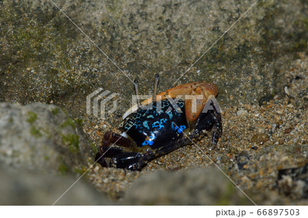ルリマダラシオマネキ ♂ オス 雄 Uca tetragonon 瑠璃斑潮招 瑠璃斑望潮 ルリマダラシオマネキ ♂ オス 雄 Uca tetragonon 瑠璃斑潮招 瑠璃斑望潮 66897503
