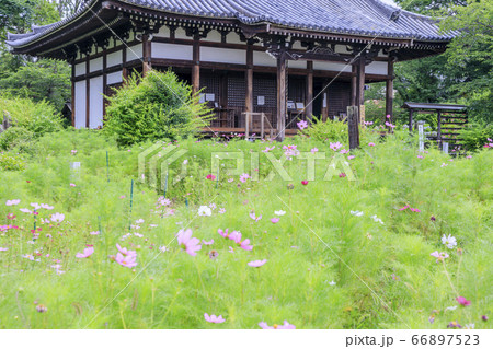 般若寺 紫陽花とコスモスの共演の写真素材