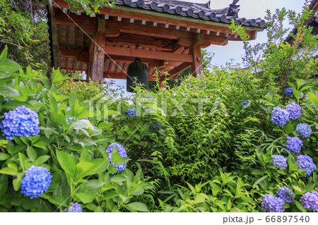 般若寺 紫陽花とコスモスの共演の写真素材 般若寺 紫陽花とコスモスの共演の写真素材