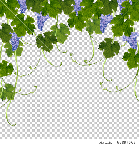 Grape frame 66897565