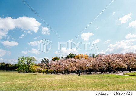 Cherry blossoms forest at Korakuen garden in Okayama, Japan Cherry blossoms forest at Korakuen garden in Okayama, Japan 66897729