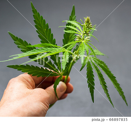 A man holds a fresh green leaf of cannabis in his hands on the palm of his hand. Cannabis plant on a dark background. A man holds a fresh green leaf of cannabis in his hands on the palm of his hand. Cannabis plant on a dark background. 66897835
