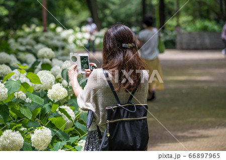 【相模原北公園の紫陽花　アナベル】 66897965